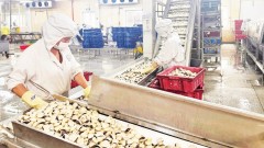 Agricultural insurance needs clear legal framework