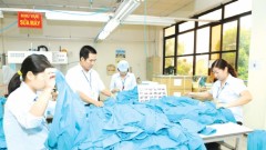 Textile Industry Attracts Investment in Raw Material Production