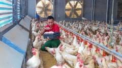 Applying digital technology in livestock farming