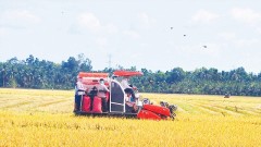 Brand value of organic rice