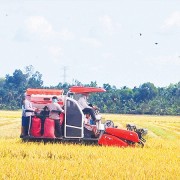 Brand value of organic rice