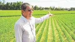 Viet Nam’s rice: From hunger relief to “world’s best”