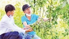 Sustainable development of macadamia