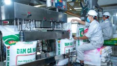 Strong urea prices to propel DCM's earnings outlook
