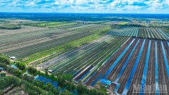 Strengths of Dong Thap agriculture