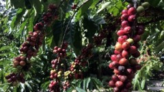 Coffee prices plunge, energy market continues to rise