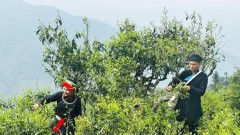 Culture identified as a driving force for development in ethnic minority-inhabited areas