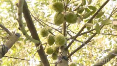 Fundamental solutions for developing durian exports