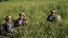 Nucleus linkages promote rural production development