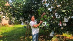 Fruit tree production meeting export standards