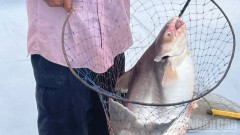 Basa fish and memories of a bygone time