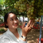 Bringing grapes to alluvial land for tourism