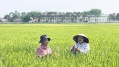 Hanoi promotes sustainable rice production with SRI and organic practices