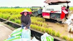 Red River Delta transitions to a green, sustainable agriculture