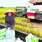 Red River Delta transitions to a green, sustainable agriculture