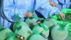 Vietnam’s pomelos make historic debut in the demanding Australian market