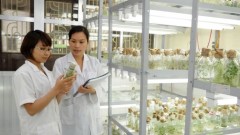 Promoting women’s role in science and technology development