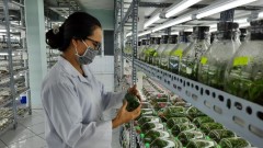 Ho Chi Minh City: Developing high-tech agriculture