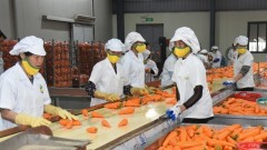 Viet Nam’s fruit and vegetable exports expected to surpass 8.5 billion USD