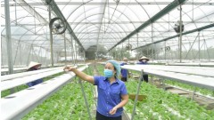 Urban agriculture offers green solutions for fast-growing Vietnamese cities