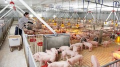 HPA IPO elevates Vietnam’s agricultural stocks