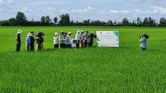 Scaling up high-quality, low-emission rice farming models