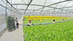 Towards a green and sustainable agricultural sector