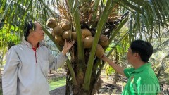 Vietnam holds great potential for coconut exports