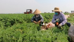 Northern provinces work to maintain agricultural supply
