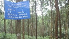 Forestry: a green pillar of agriculture, rural areas, and sustainable development