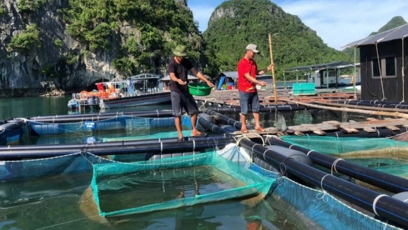 Viet Nam strives to enhance the competitiveness of marine aquaculture