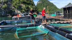 Viet Nam strives to enhance the competitiveness of marine aquaculture