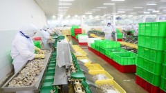 Agricultural exports to the EU grow thanks to the EVFTA