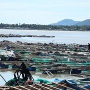 Aquaculture sector struggles to recover amid new challenges