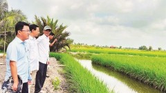 Strengthening production linkages for rice exports