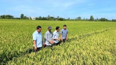 Resilient journey of Vietnamese rice