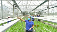 Agricultural cooperatives in Hanoi flourish, driving value chains and rural transformation