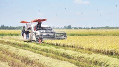 Viet Nam expands public-private partnerships in agricultural extension