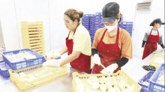 Towards stronger management capacity in the durian sector