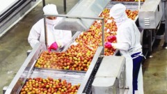 Enhancing transparency in agricultural supply chains through traceability