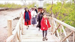 Carbon credits harnessed from mangrove forest ecosystems