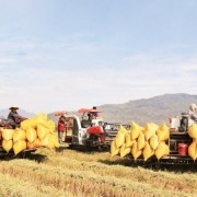 Taking the initiative in global agricultural market