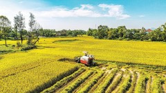 Vietnamese agriculture after 40 years of Doi Moi: From food shortages to a pillar of the economy