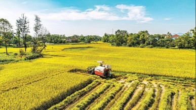 Vietnamese agriculture after 40 years of Doi Moi: From food shortages to a pillar of the economy