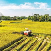 Vietnamese agriculture after 40 years of Doi Moi: From food shortages to a pillar of the economy