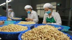 Cashew enterprises expand value chains to capture a new growth cycle