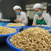 Cashew enterprises expand value chains to capture a new growth cycle
