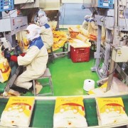 Viet Nam targets new rice markets to navigate global trade shifts