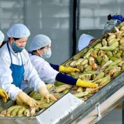 Proactive scenarios help respond to agricultural export risks