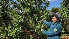 Viet Nam’s cashew exports to face multiple risks in 2026